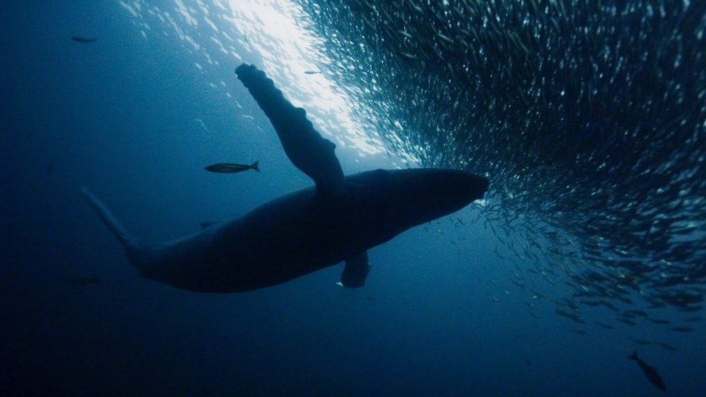 En val i havets djup från naturdokumentären Blue Planet II