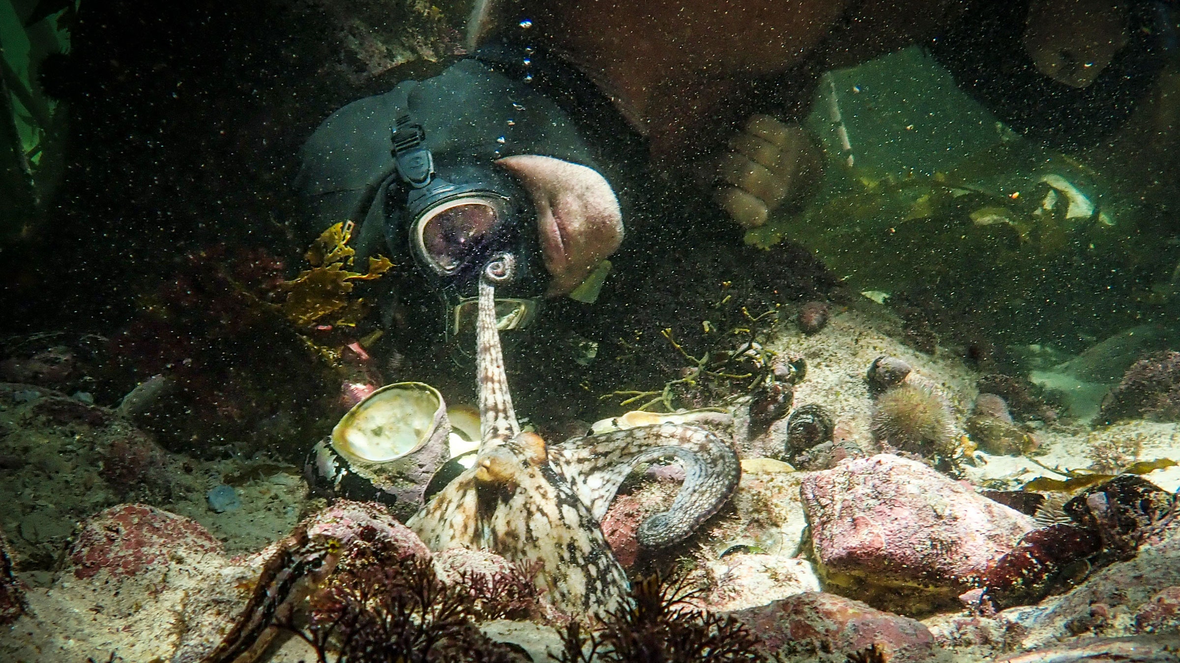 My Octopuss teacher.