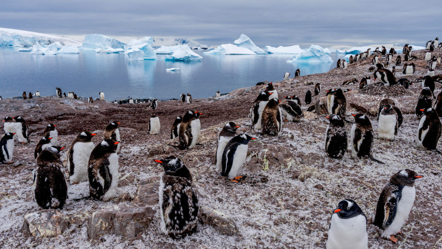 Nya filmer och serier på Netflix i juni 2023 – Our Planet II