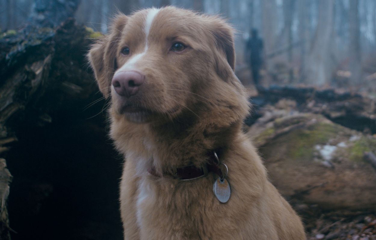 Novembers biopremiärer – 7 höjdpunkter bland 57 titlar