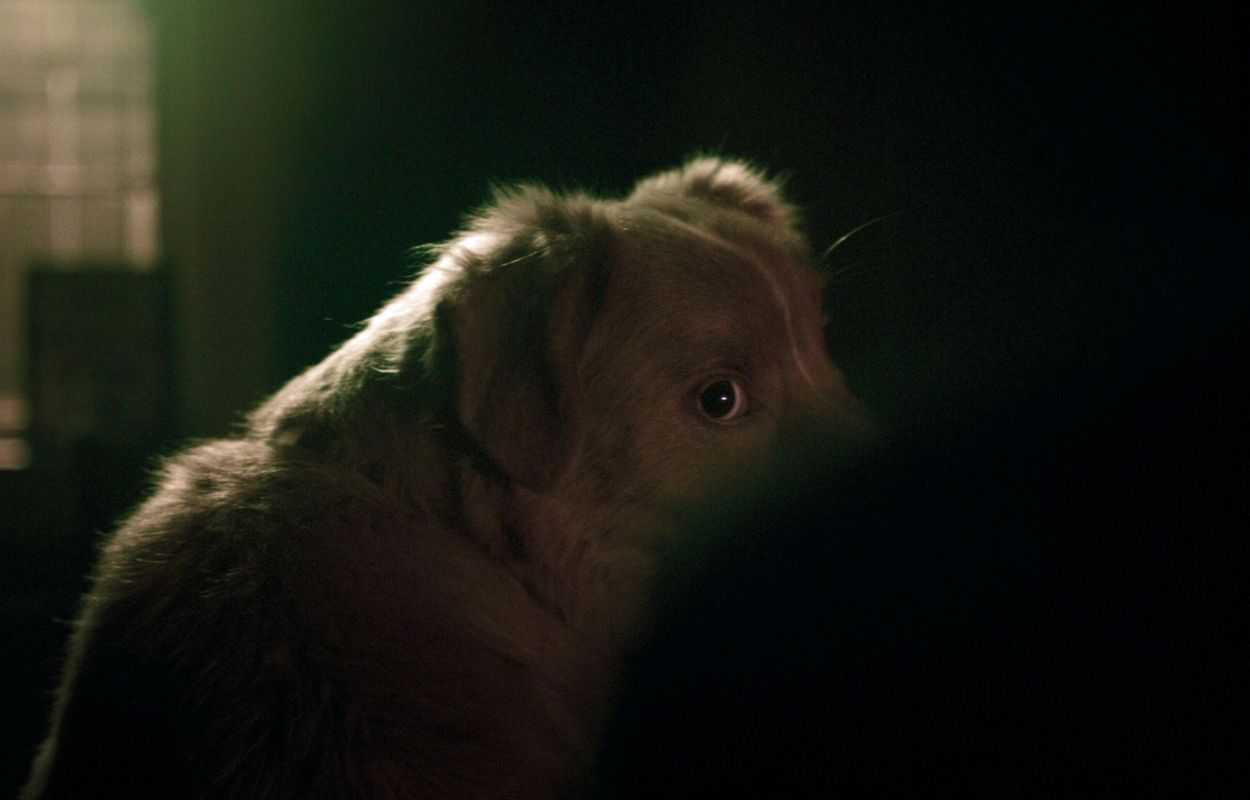 En skräckfilm där hunden leder berättelsen nu på bio