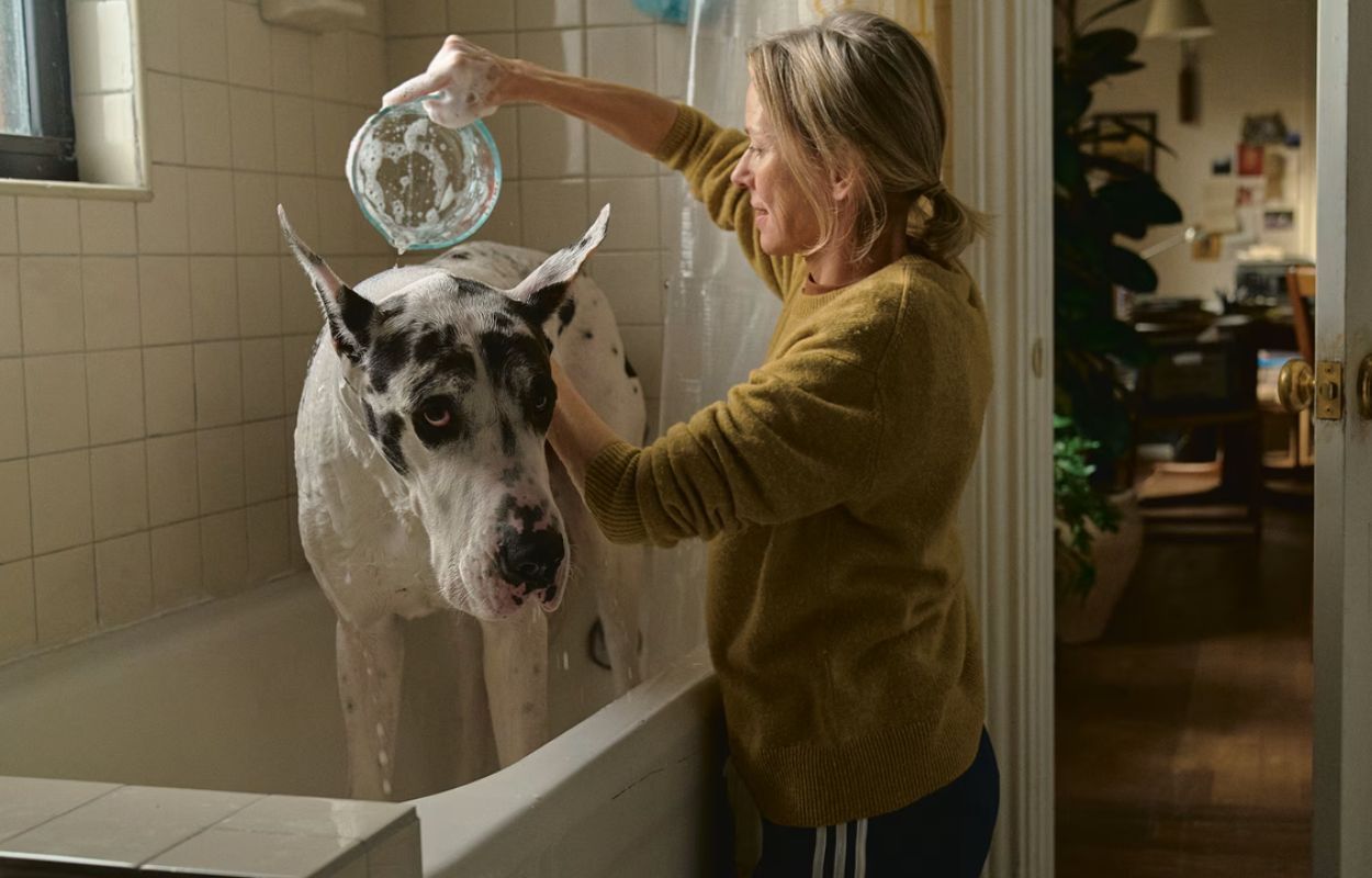 Naomi Watts &auml;rver Bill Murrays hund och ett liv hon inte bett om - finns nu att streama